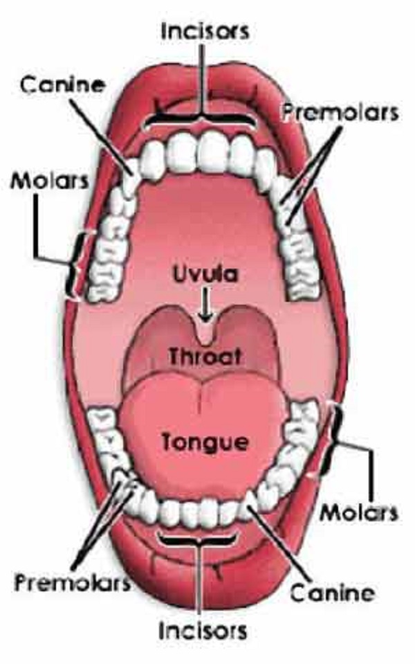 Diagram Of Teeth In Mouth 97